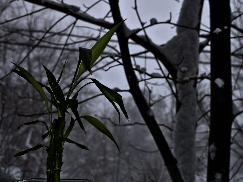 A dracaena in a windowsill looking out to a snowy forest