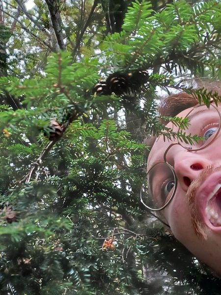 A fir tree with a person making a face