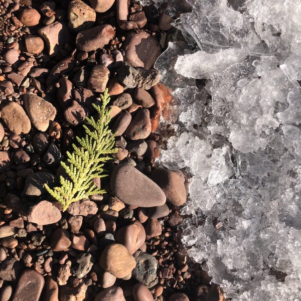 A sprig of cedar on a rocky beach with ice