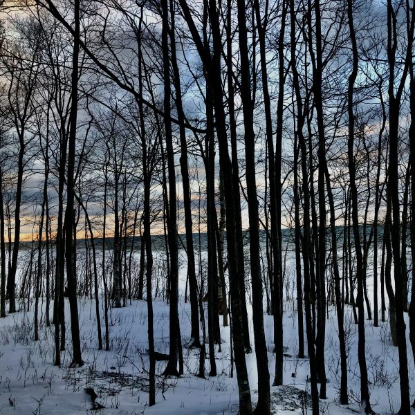 A look through a forest to a lake