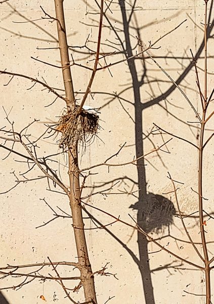 A bird's nest in a tree