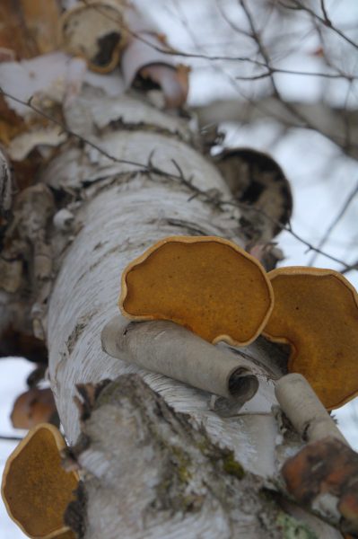 Birch tree with mushrooms growing off of it