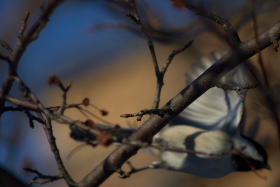 An out of focus chickadee flying in the background with an in focus tree branch in front of it