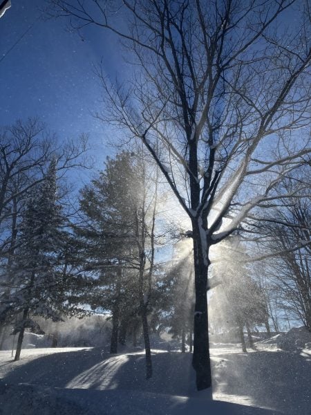 Light shining behind a tree covered in snow