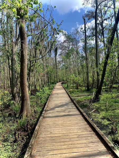 A trail through a forest