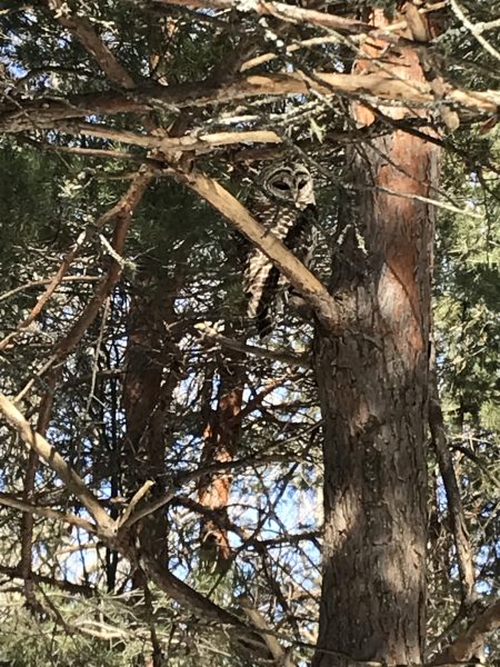 An owl in a pine tree