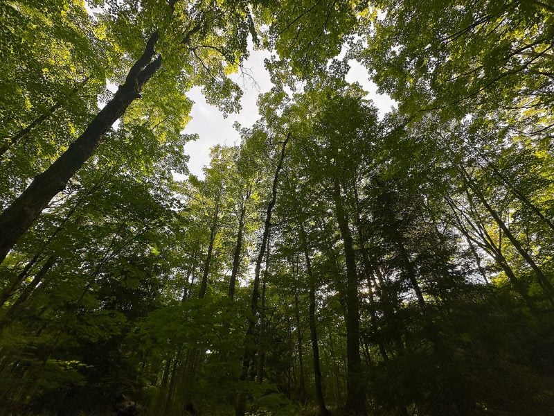 Looking up into a green forest canopy.