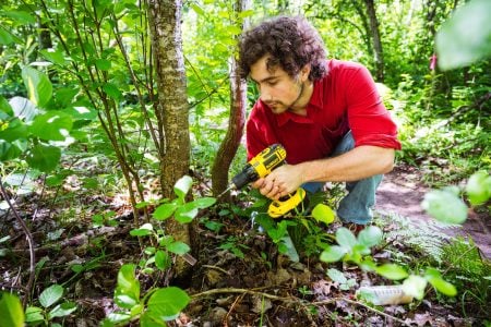 Abe Stone crouches in the forest next to a glossy buckthorn plant, preparing to drill a small hole in the woody trunk that will allow him to apply his SuperPurp blend.