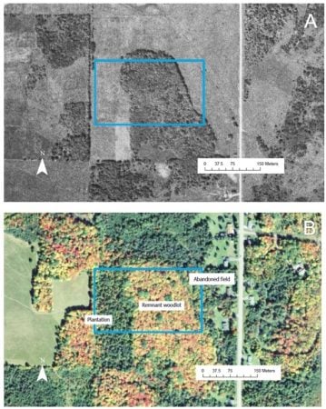 Historical and modern aerial photographs of a field showing vegetation changes. More details below image.