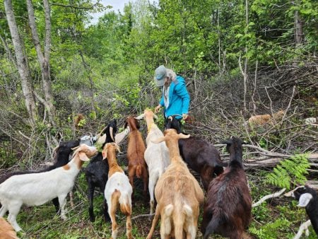 Sigrid Resh stands in a forest, guiding nearly 20 goats to a patch of glossy buckthorn.
