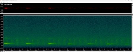 A screen capture of the red waveform and blue-green spectrogram of a hoary bat call.  
