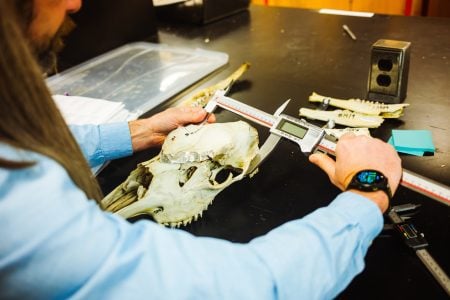 A close-up photo of a researcher measuring a moose skull.