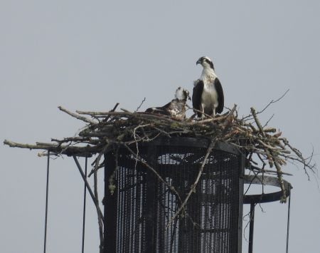 A pair of osprey sit in their nest on top of the Michigan Tech Ford Center Sawmill smokestack.