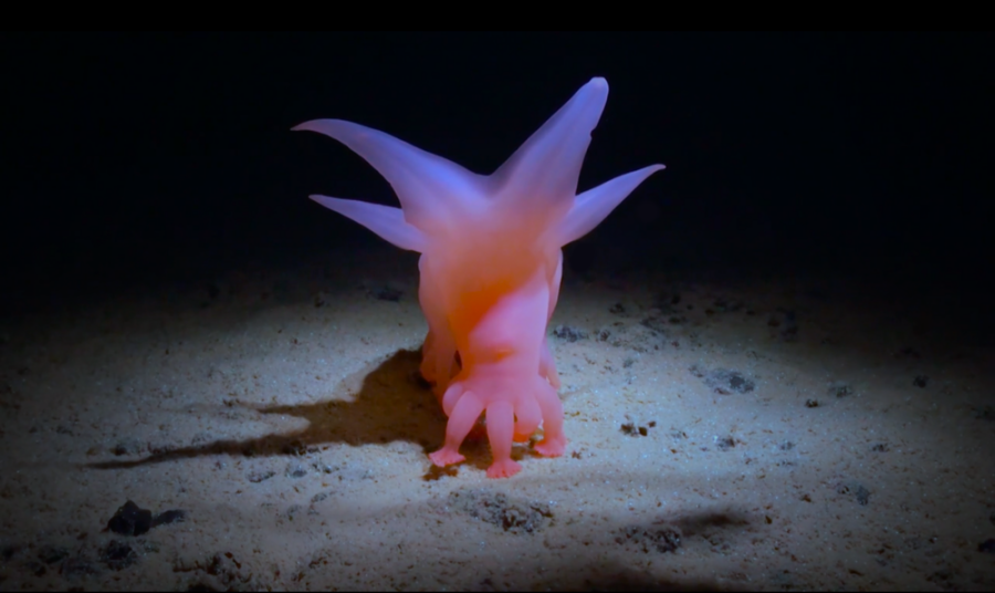 deep sea organism seen in documentary How Deep Is Your Love at the 41 North Film Festival