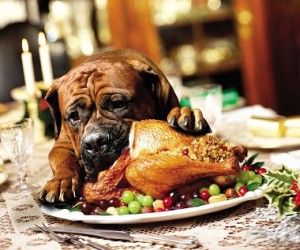 dog eating turkey