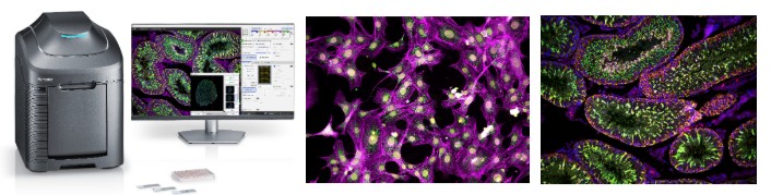 microscopic view of cells, image of laboratory equipment