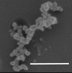 Complex, noncore-shell morphology of BC-containing particle, from Figure 1, image A in recent study.