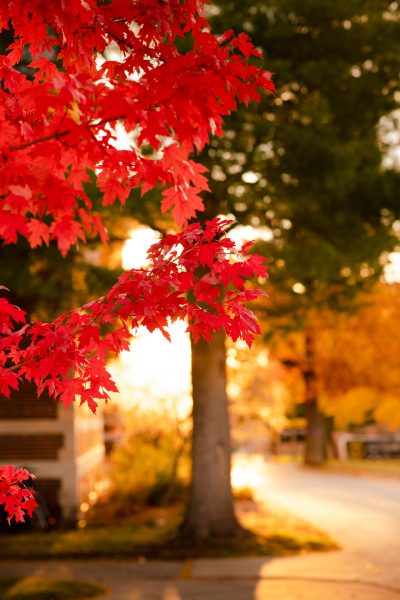 Image of red leaves on a tree in the Fall at Michigan Tech
