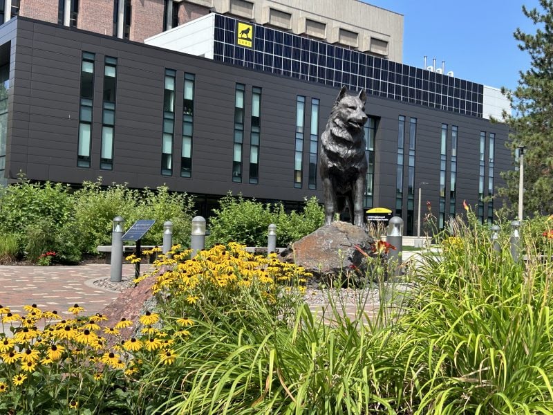 Exterior of the H-STEM building on the Michigan tech campus, with the husky statue and yellow and red flowers in the foreground.