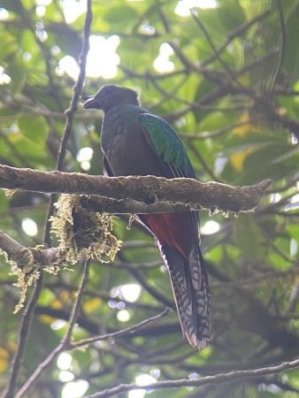 A Quetzal bird. 