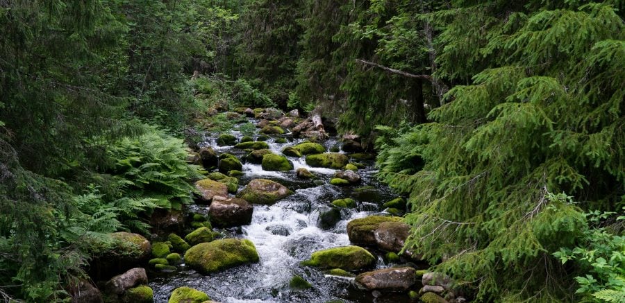 Water running through a pine forest in Sweden