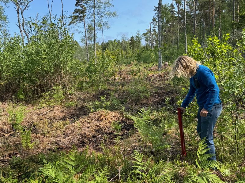 a student stands with a short tube tool inserted in the ground in a forest that has been thinned, surrounded by green