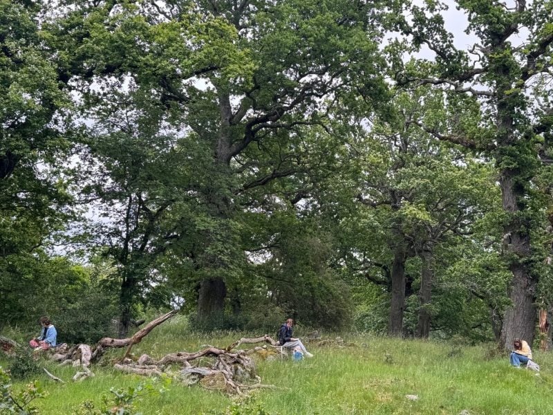 Students sitting on rocks with drawing pads out and large oak tree canopies behind them