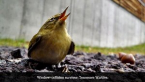 TennesseeWarbler.1_2